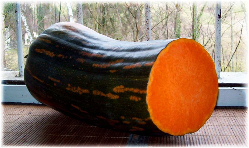 Langer of Naples pumpkin