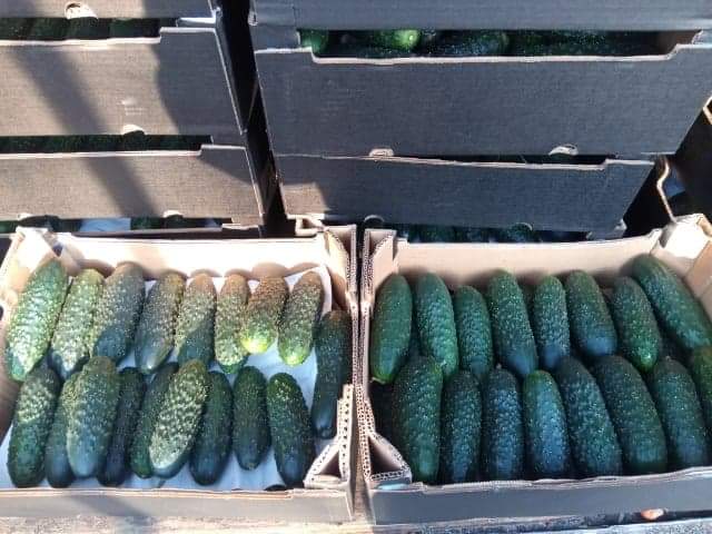 Ground cucumber for more information on the phone