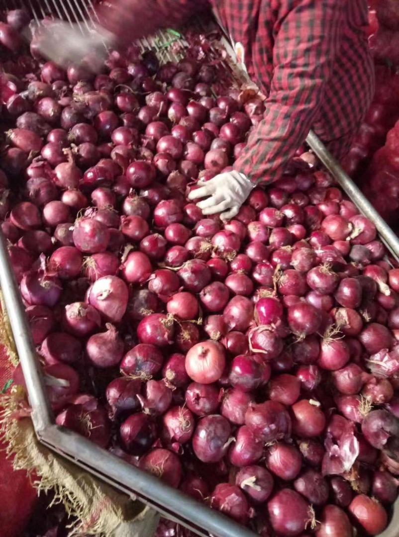 we have fresh harvest of red and yellow onion, Caliber :55+ please contact directly, call: email: wechat:omarkjerry0