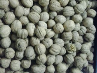 Ucraina nuts are sold 2019 caliber 32+