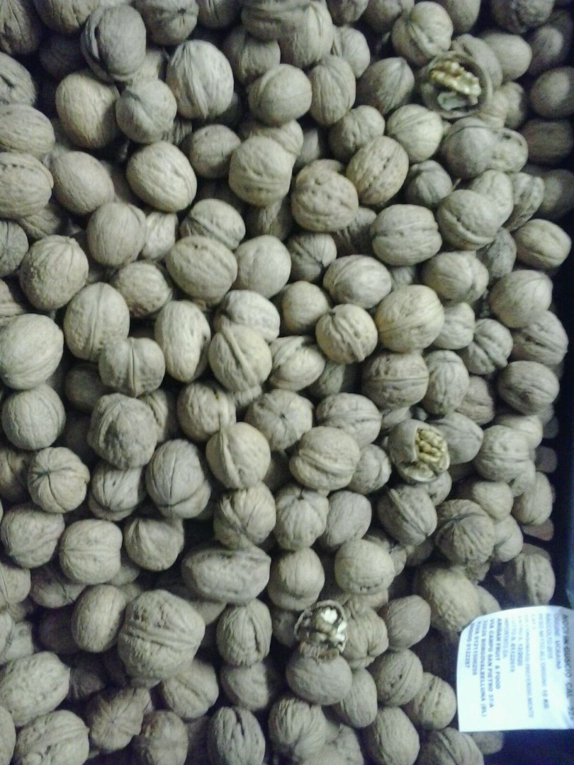Ucraina nuts are sold 2019 caliber 32+
