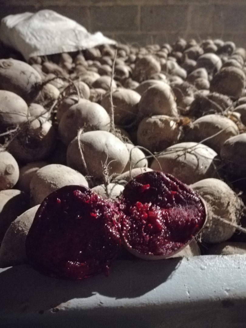 I will sell red beetroot