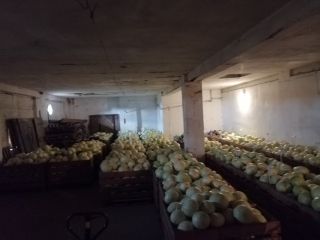 White cabbage different types