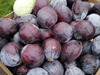 Red cabbage in heads, pickled or shredded