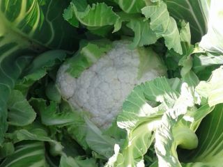 Fresh cauliflower is available in Canakkale (North Western Part