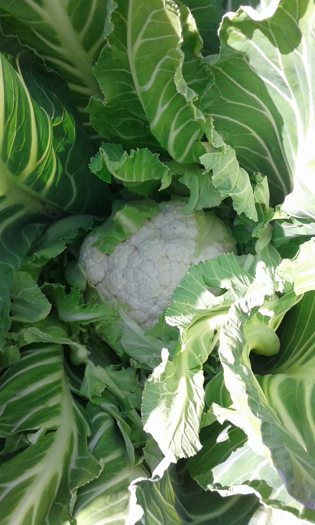 Fresh cauliflower is available in Canakkale (North Western Part of Turkey)