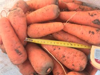 selling carrots variety cascade of high quality