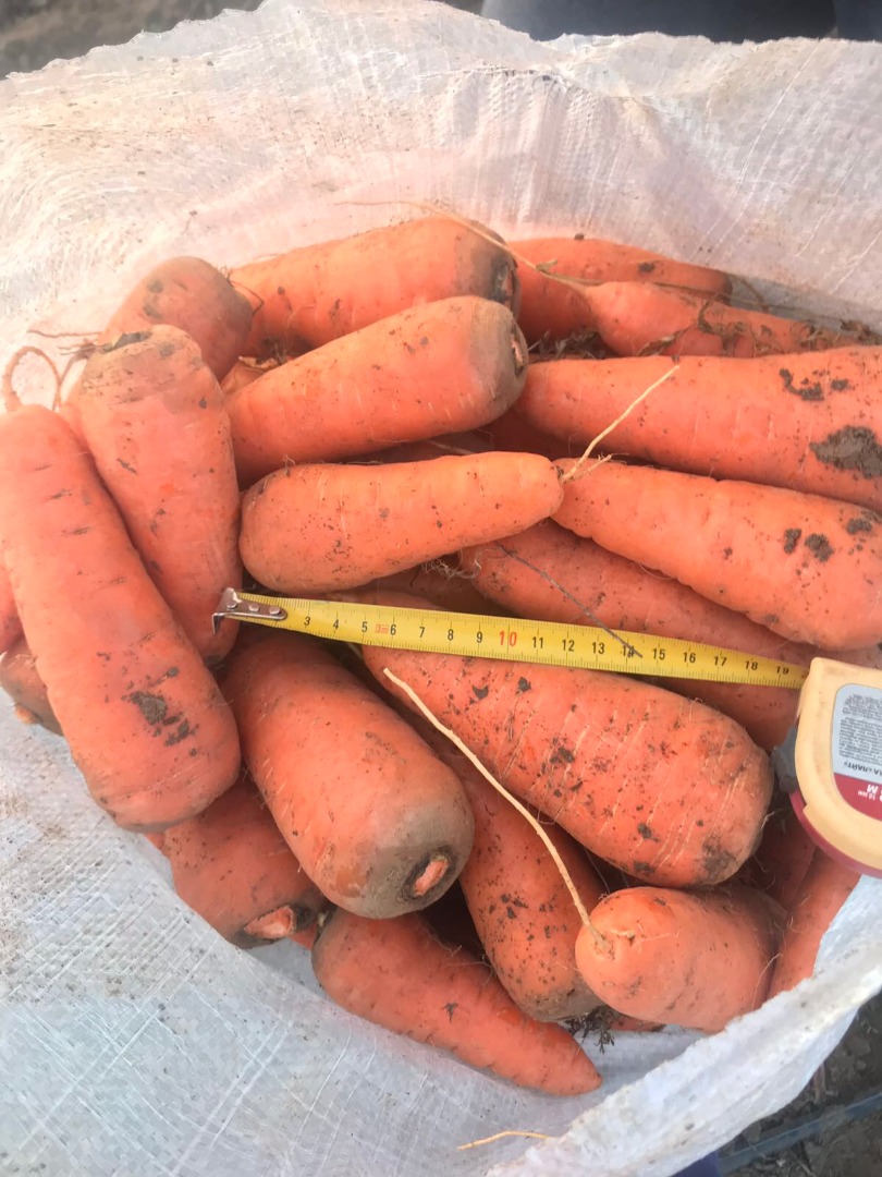 selling carrots variety cascade of high quality