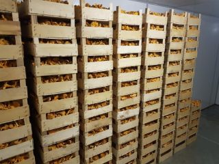 Chilled mushroom, delivery to Europe.