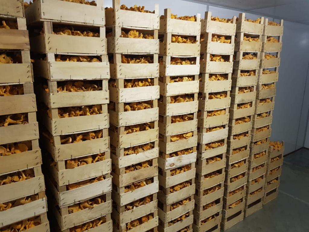 Chilled mushroom, delivery to Europe