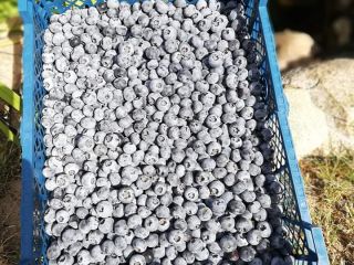I will sell fresh blueberry. Price, packaging, quantity to