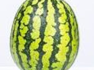 We have Water Melon Hybrid Variety Ready to Harvest/Yield.