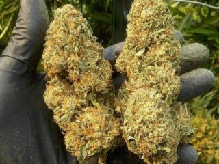 TOP SHELF EXOTIC BUDS/CARTS/DEPS AND TABLETS FOR PAIN RELEIF