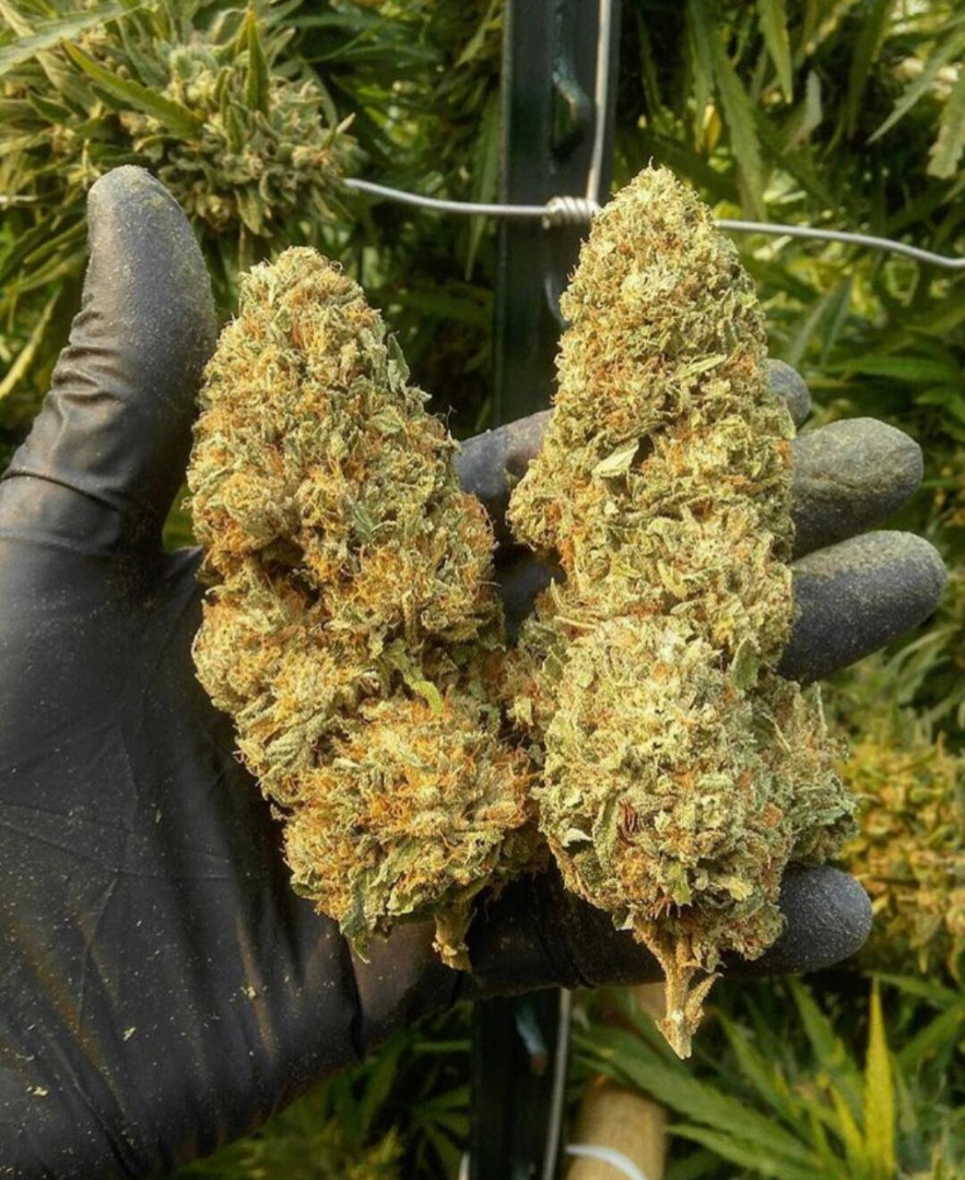 TOP SHELF EXOTIC BUDS/CARTS/DEPS AND TABLETS FOR PAIN RELEIF Top shelf Indoor/Outdoor and Greenhouse’s you Strains, Distillate Carts, Branded Cartridges