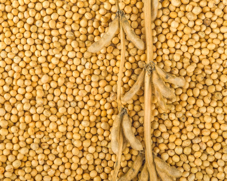 Dear Sir/Madam, Svalbard is a team of agro trading professionals that has established itself as a reliable and conscientious partner in the export of