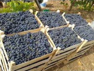 On a regular basis, we buy Moldova grapes in