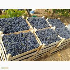 On a regular basis, we buy Moldova grapes in bulk
