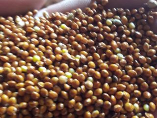 Millet for sale, purity from 98% to 99.9%, no