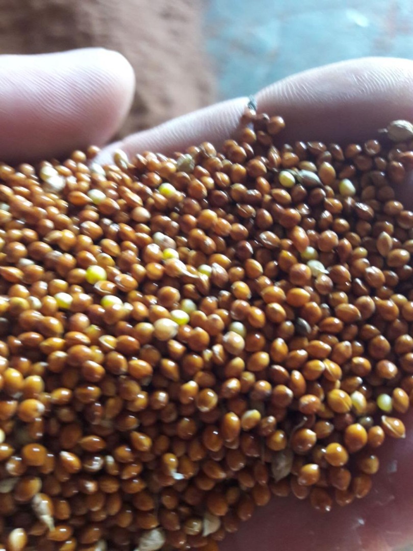 Millet for sale, purity from 98% to 99.9%, no foreign smells, color is inherent