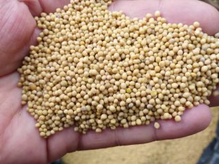 I will sell white mustard grains sinapis alba, purities