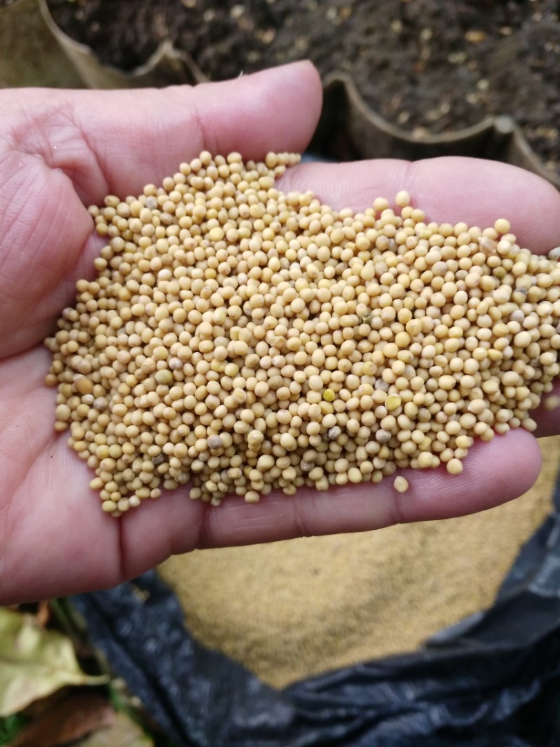 I will sell white mustard grains sinapis alba, purities from 98% to 99.9%, without extraneous odors, the color is inherent