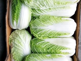 I will sell a very nice Chinese cold cabbage.