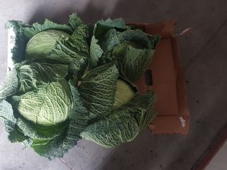 I will sell cold cabbage from a leafless leafless