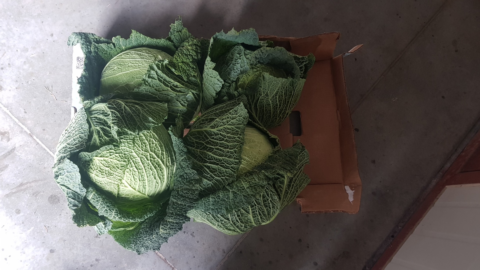 I will sell cold cabbage from a leafless leafless fly
