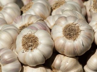 Quick Details Type: Garlic Product Type: Liliaceous Vegetabless Style: