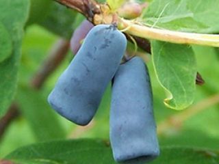For purchase we offer frozen Kamchatka honeysuckle. Available 22