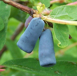 For purchase we offer frozen Kamchatka honeysuckle