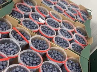 Hello, I will help organize fresh fruit from Spain