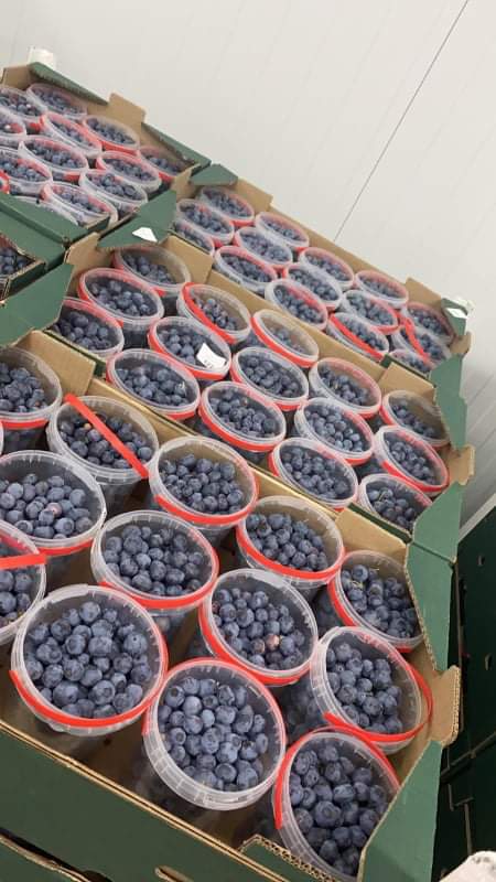 Hello, I will help organize fresh fruit from Spain strawberry blueberry raspberry more info call me on the phone