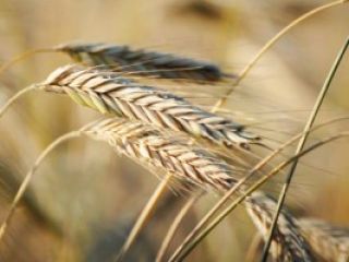 I have for sale 200 tons of organic rye
