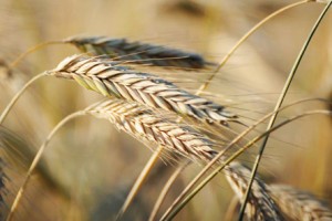 I have for sale 200 tons of organic rye with my own transport