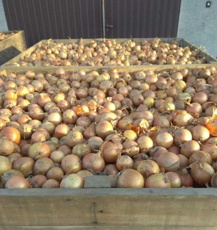 I will buy a total of 100 tonnes of onions, 4-6 fraction packed in 10, 15 or 20 kg bags