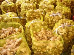 Product Name: FRESH GINGER Weight/Size: 100g-150g-200g-250g-300g up Supply Time: All the year round Temperature: 12-13 degree Long shelf life, can be up to