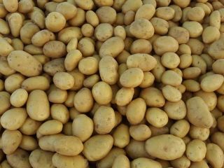 BUYING POTATOES, CALIBAR 45 +BIG BAG 200/300 TONNS +