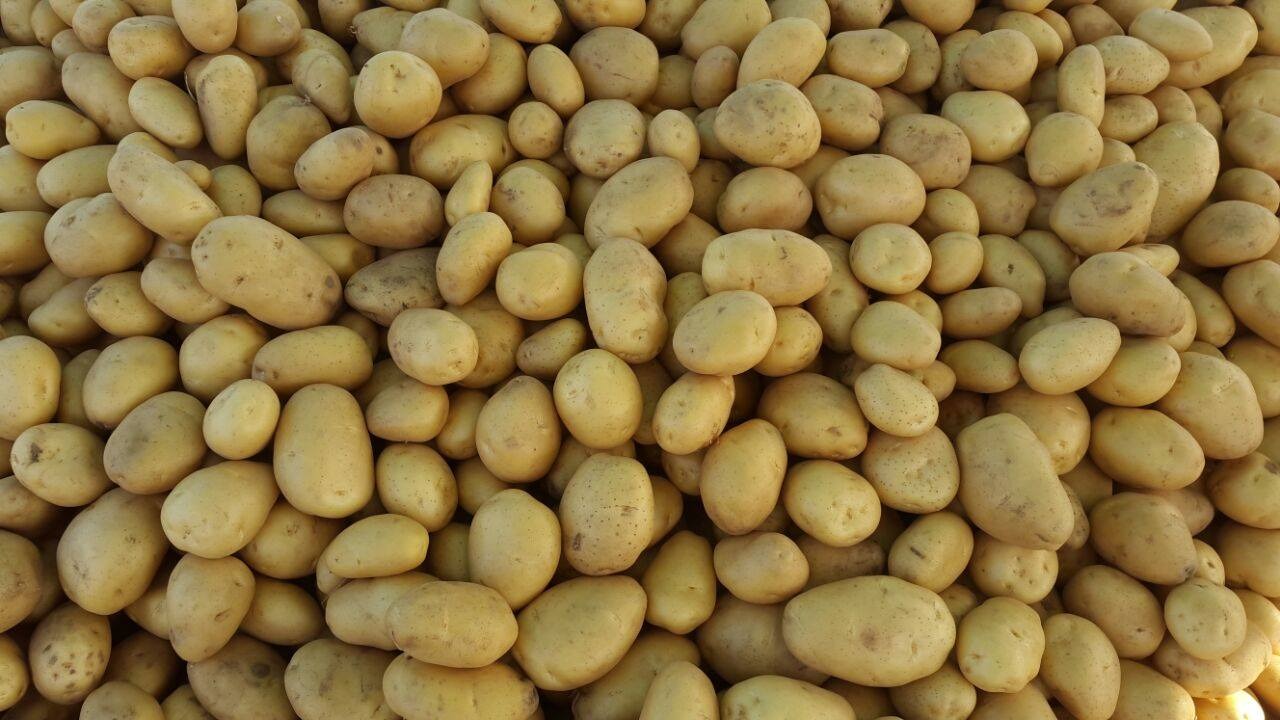 BUYING POTATOES, CALIBAR 45 +BIG BAG 200/300 TONNS +