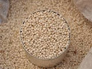 Organic Sorghum seed/ grains. We are suppliers of large