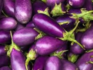 Organic eggplants for export, we supply our eggplants round