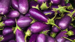 Organic eggplants for export, we supply our eggplants round the world,