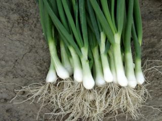 I buy tasty and fresh green onions