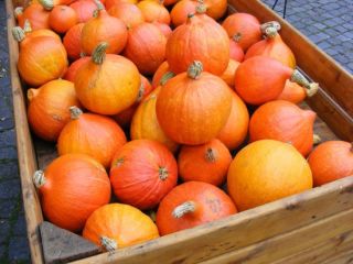 in the 2020 season I will sell hokaido pumpkins