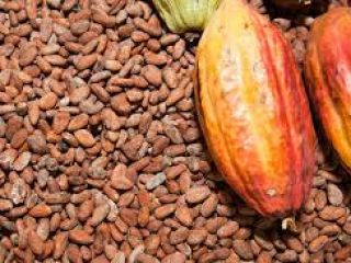 Coacoa seeds available for sale for production