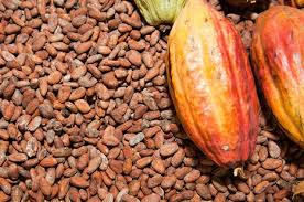 Coacoa seeds available for sale for production