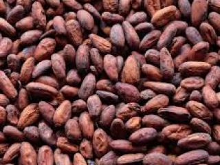 Coacoa seedlings available for production and for people interested