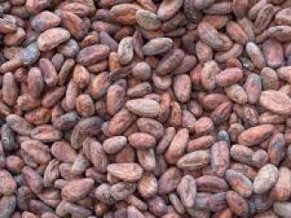 Coacoa seedlings available for production of secondary products and