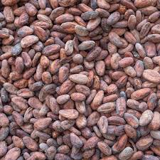Coacoa seedlings available for production of secondary products and for those interested to cultivate their own farms