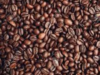 Coffee seedlings for secondary production and also for farmers